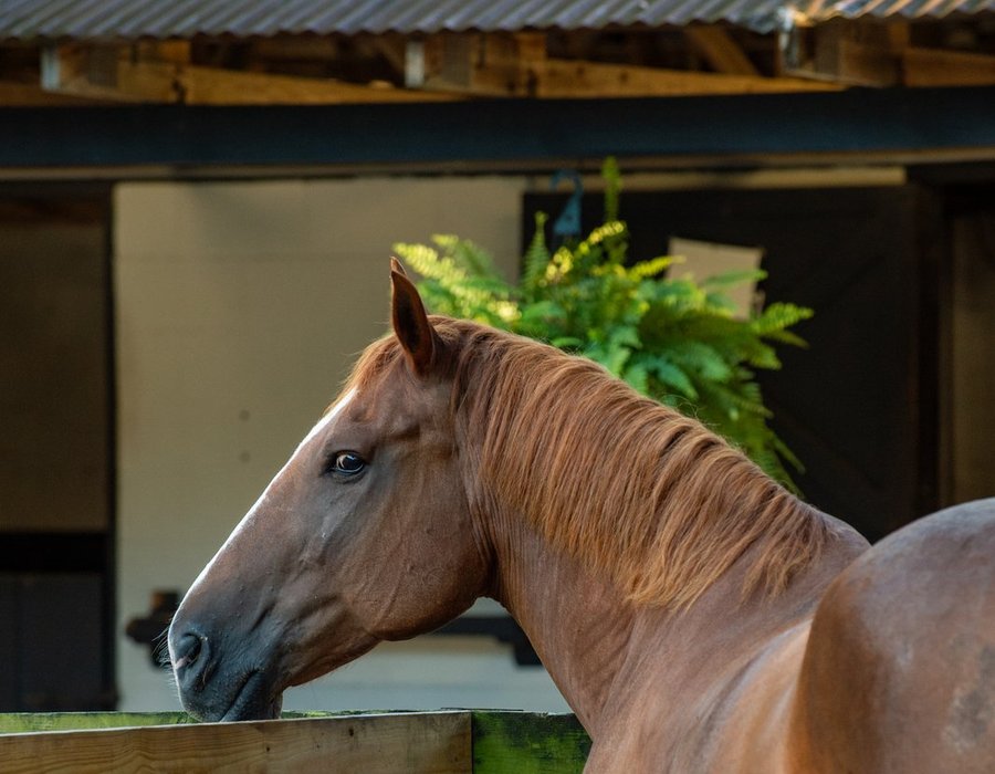 A trail horse at the Middleton Place Equestrian Center barn