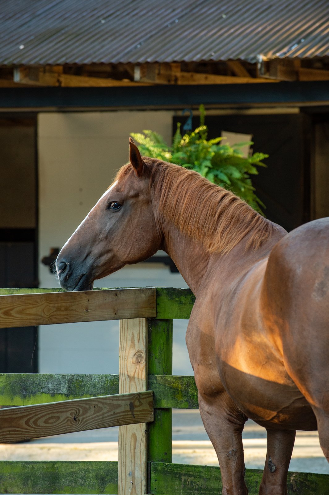 A trail horse at the Middleton Place Equestrian Center barn