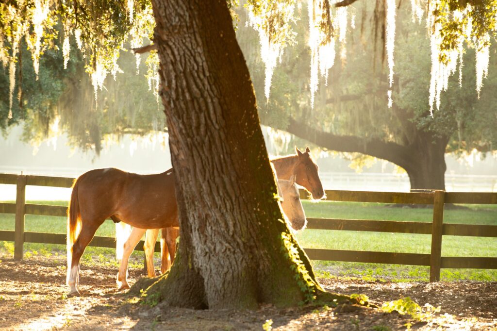 Horses under the live oaks at Middleton Place Equestrian Center