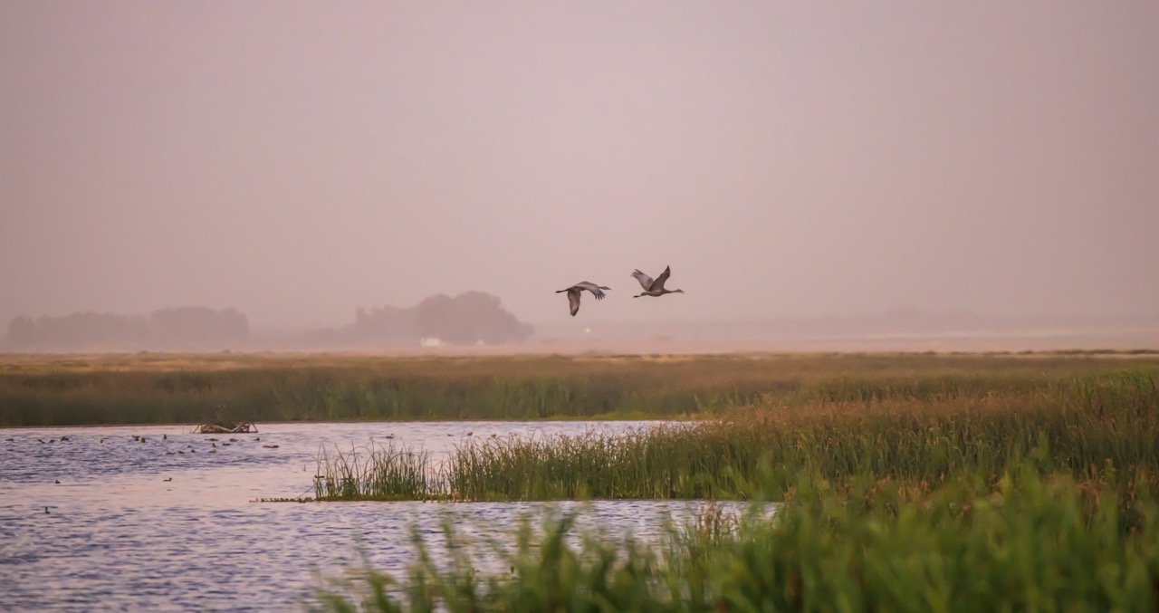 Two sandhill cranes flying over a marsh